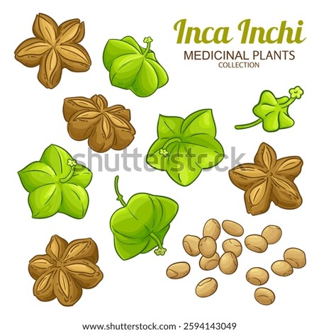 Inca Inchi Nuts and Seeds Colored Detailed Illustration.