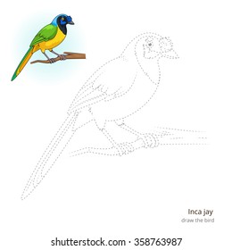 Inca jay learn birds educational game learn to draw vector illustration