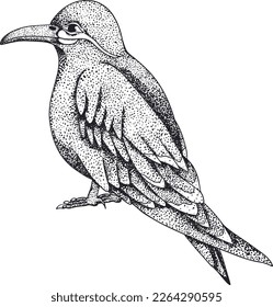 Inkastenvogel. Vektorskizze eines handgezeichneten Vogels.