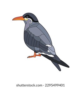 Inca Tern. Vector illustration isolated on white background.
