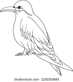 Inca tern. Vector sketch of hand drawn bird. Linear animals art. 