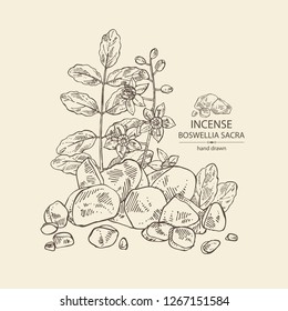 Incense: leaves , flowers and resin of incense. Boswellia sacra. Perfumery, cosmetics and medical plant. Vector hand drawn illustration