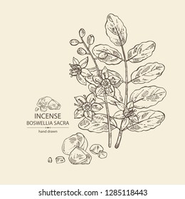 Incense: leaves , flowers and resin of incense. Boswellia sacra. Perfumery, cosmetics and medical plant. Vector hand drawn illustration