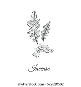 Incense Sketch hand drawing. Vector illustration of frankincense. Plant and stone incense