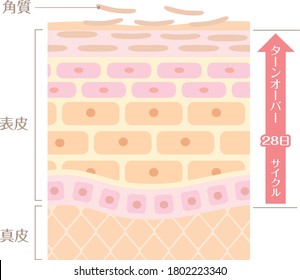 It includes the following Japanese transcription.
"Epidermis" "corium" "keratin" "turn coat" "28 day cycle"