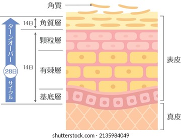 Incluye la siguiente transcripción en japonés.
"Epidermis" "corium" "queratina" "chaqueta de vuelta" "ciclo de 28 días"