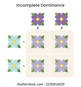 Incomplete Dominance genome sciences educational vector illustration infographic