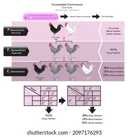 Incomplete Dominance Infographic Diagram example andalusian chicken gene allele non is dominant third phenotype parent black white feather hybrid grey heredity biology genetic science education vector