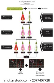 Incomplete Dominance Infographic Diagram example antirrhinum majus gene allele non is dominant third phenotype parent red white flower hybrid pink heredity biology genetic science education vector