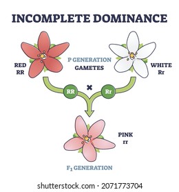 Incomplete dominance and new generation alleles variants outline diagram. Labeled gametes parents crossed to produce an intermediate mixed offspring not dominant or recessive type vector illustration.