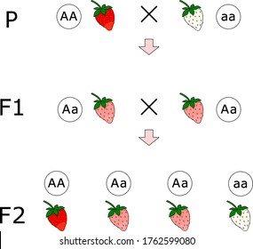 Dominación incompleta al cruzar dos variedades de fresas