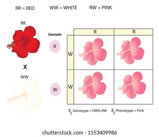 Incomplete doninance is a genetics out of Mandel's law