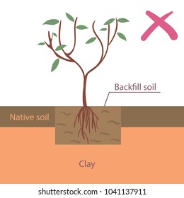 Incorrect tree planting into native soil infographic flat vector illustration