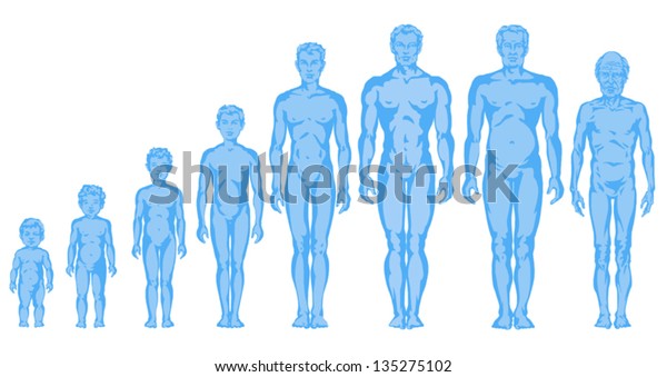 Increasing Male Body Shapes Proportions Man Stock Vector (Royalty Free