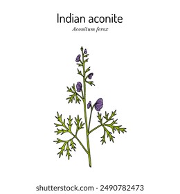 Indian Aconite (Aconitum ferox), medicinal plant. Hand drawn botanical vector illustration