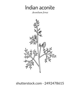 Indian Aconite (Aconitum ferox), medicinal plant. Hand drawn botanical vector illustration