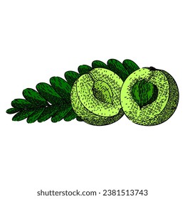 indian amla hand drawn. green ingredient, fresh vegetarian, amla ripe indian amla vector sketch. isolated color illustration