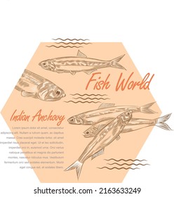 Indian Anchovy Fish Illustration In Design Template.