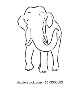 indian asian elephant, vector sketch illustration 