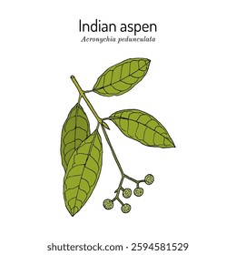 Indian aspen, or claw flowered laurel (Acronychia pedunculata), medicinal plant. Hand drawn botanical vector illustration