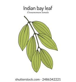 Indian bay leaf, or tejpat (Cinnamomum tamala), edible and medicinal plant. Hand drawn botanical vector illustration