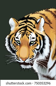 indian bengal tiger face illustration 