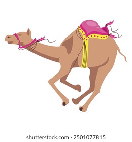indian bikaner camel festival isolated