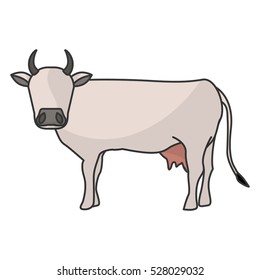 Indian brown cow