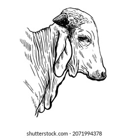 Indian bull head drawing black and white illustration