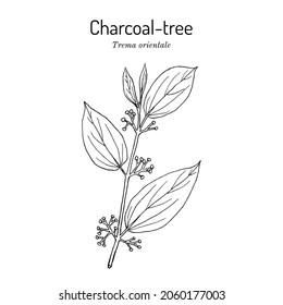 Indian charcoal-tree, or pigeon wood (Trema orientale), medicinal plant. Hand drawn botanical vector illustration