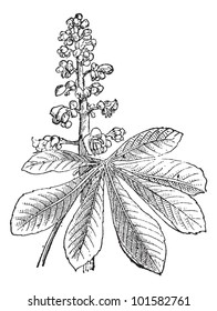 Indische Kastanie oder Aesculus sp., mit Blumen, Vintage-Gravur. Wörterbuch der Wörter und Dinge - Larive und Fleury - 1895
