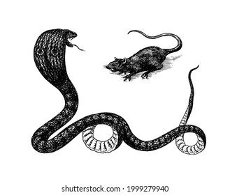 Indian cobra and rat. Spectacled or Asian or binocellate. Venomous snake Reptilia illustration. Engraved hand drawn in old sketch, vintage style for sticker and tattoo.