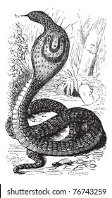 Indian Cobra or Spectacled Cobra or Naja naja, vintage engraving. Old engraved illustration of an Indian Cobra. Trousset Encyclopedia.