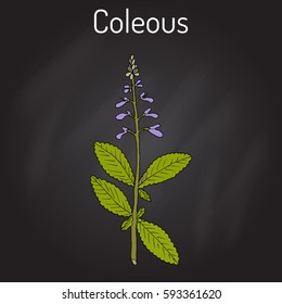 Indian coleus (Plectranthus barbatus), or forskohlii, medicinal plant. Hand drawn botanical vector illustration