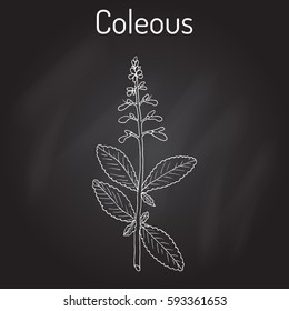 Indian coleus (Plectranthus barbatus), or forskohlii, medicinal plant. Hand drawn botanical vector illustration