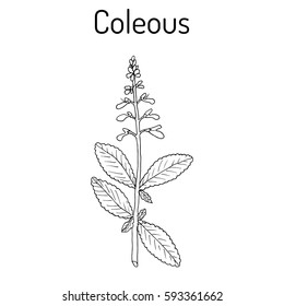 Indian coleus (Plectranthus barbatus), or forskohlii, medicinal plant. Hand drawn botanical vector illustration