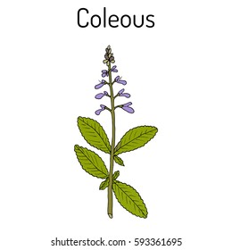 Indian coleus (Plectranthus barbatus), or forskohlii, medicinal plant. Hand drawn botanical vector illustration