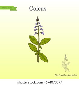 Indian coleus (Plectranthus barbatus), or forskohlii, medicinal plant. Hand drawn botanical vector illustration