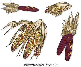 Indian Corn