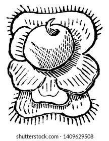 Indian corn is seen in this frame. In this, maize is fully prepared and its cover is tied on one side, vintage line drawing or engraving illustration.