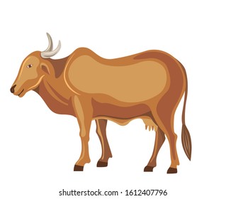 indian cow standing, brown cow isolated vector illustration
