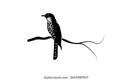 Indian Cuckoo , black isolated silhouette 
