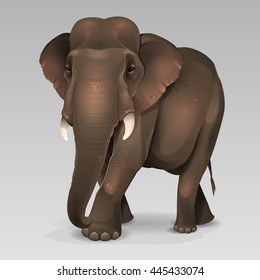 Indian elephant 2
