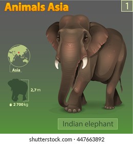 Indian elephant