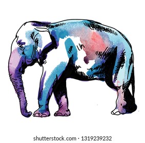 Indian elephant. Drawing by hand in vintage style. Texture watercolor paint.