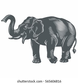 Indian elephant, illustration, vector