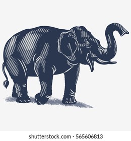 Indian elephant on the grass, in the blue color, illustration, vector