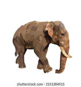 Indian elephant Vector white background