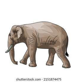 indischer Elefant, Vektorweißer Hintergrund