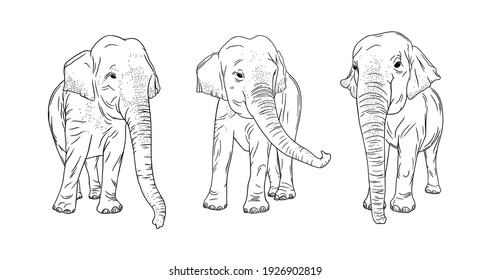 Indian elephants isolated on white background. Engraved Thailand elephants set. Sketch vector illustration